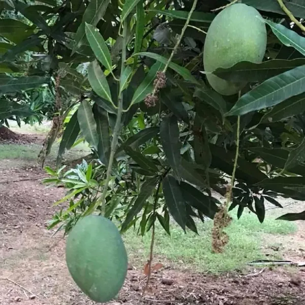 Imam_Pasand_Himayat_Humayun_Pasand_Mango_Aam_Grafted_Fruit_Plant
