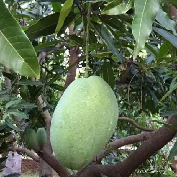 Imam_Pasand_Himayat_Humayun_Pasand_Mango_Aam_Grafted_Fruit_Plant