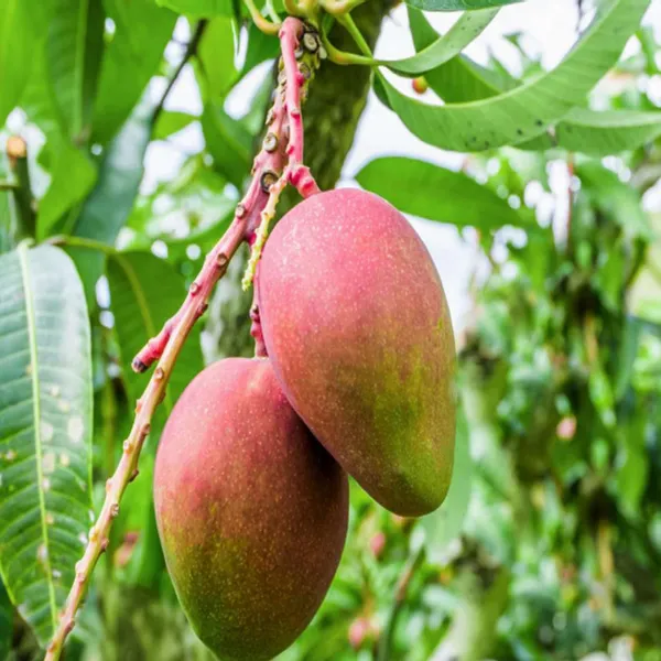 Sindhu_Seedless_Mango_Aam_Grafted_Fruit_Plant