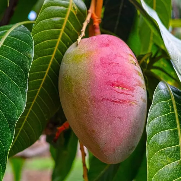 Sindhu_Seedless_Mango_Aam_Grafted_Fruit_Plant