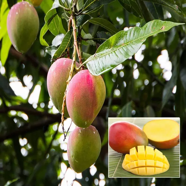 Sindhu_Seedless_Mango_Aam_Grafted_Fruit_Plant