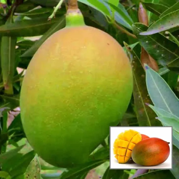 Suvarnarekha_Mango_Aam_Grafted_Fruit_Plant