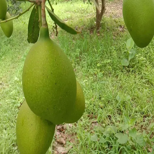 Suvarnarekha_Mango_Aam_Grafted_Fruit_Plant