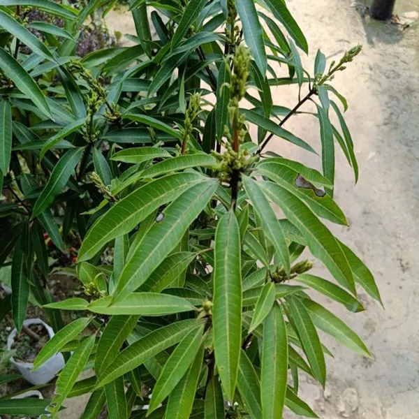 Suvarnarekha_Mango_Aam_Grafted_Fruit_Plant