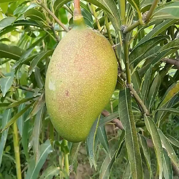 Suvarnarekha_Mango_Aam_Grafted_Fruit_Plant