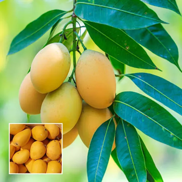 Chinna_Rasam_Rasalu_Mango_Aam_Grafted_Fruit_Plant
