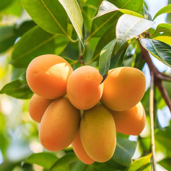 Chinna_Rasam_Rasalu_Mango_Aam_Grafted_Fruit_Plant