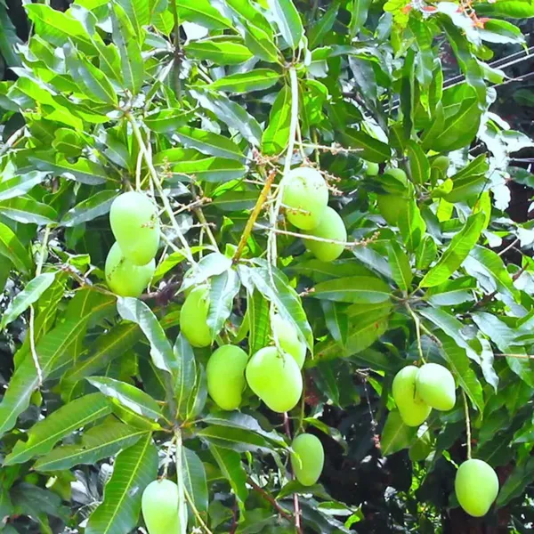 Chinna_Rasam_Rasalu_Mango_Aam_Grafted_Fruit_Plant