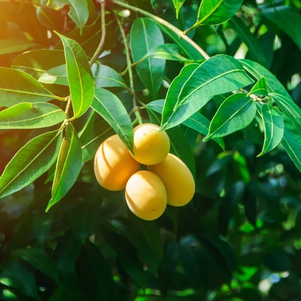 Chinna_Rasam_Rasalu_Mango_Aam_Grafted_Fruit_Plant