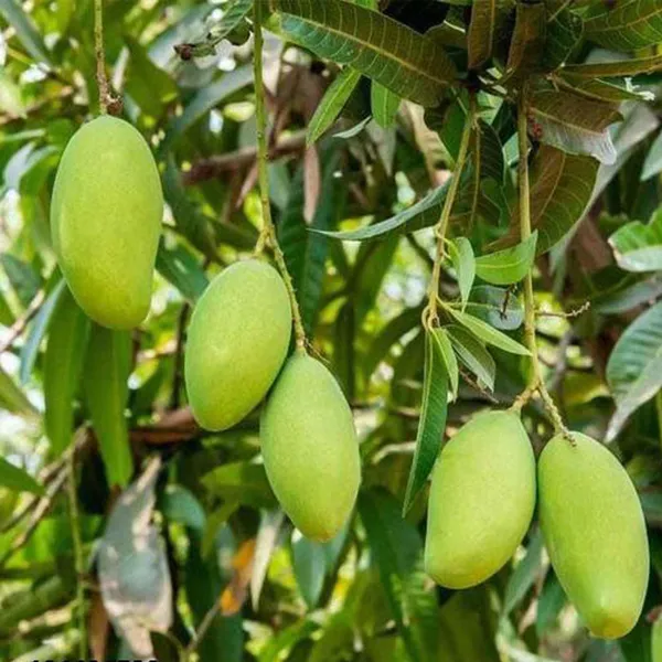 Sweet_Kacha_Mitha_Mango_Aam_Grafted_Fruit_Plant