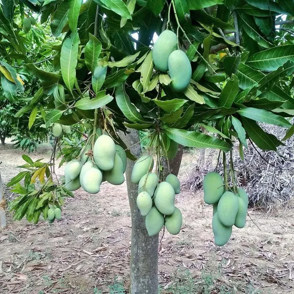 Sweet_Kacha_Mitha_Mango_Aam_Grafted_Fruit_Plant