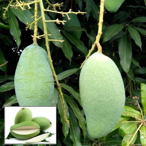 Sweet_Kacha_Mitha_Mango_Aam_Grafted_Fruit_Plant