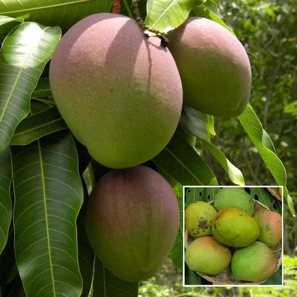 Bombay_Green_Shehroz_Mango_Aam_Grafted_Fruit_Plant