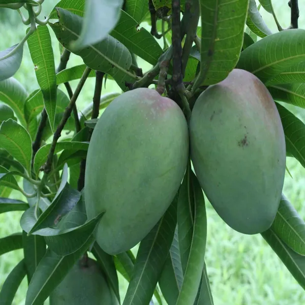 Bombay_Green_Shehroz_Mango_Aam_Grafted_Fruit_Plant