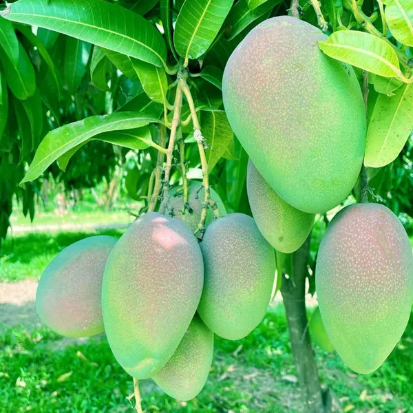 Bombay_Green_Shehroz_Mango_Aam_Grafted_Fruit_Plant