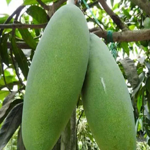 Malda_Fazli_Mango_Aam_Grafted_Fruit_Plant