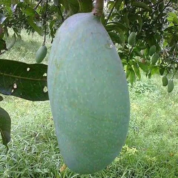 Malda_Fazli_Mango_Aam_Grafted_Fruit_Plant