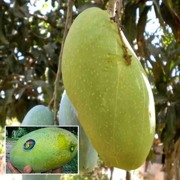 Malda_Fazli_Mango_Aam_Grafted_Fruit_Plant