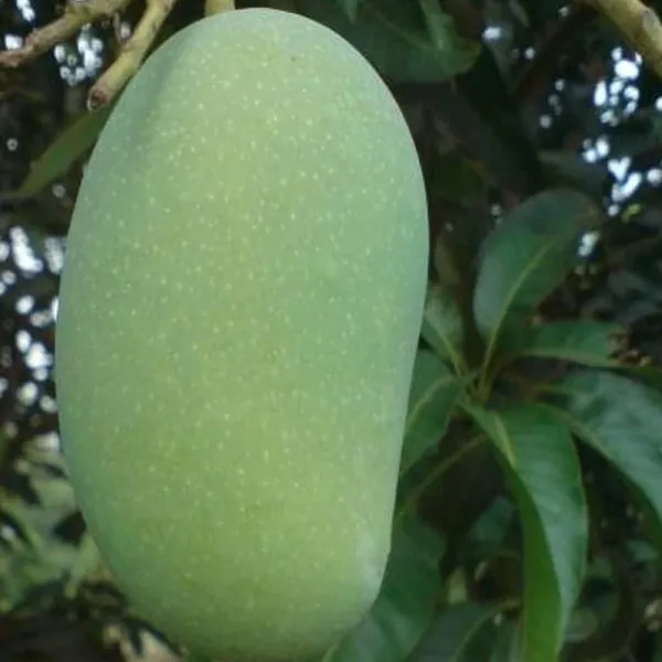 Malda_Fazli_Mango_Aam_Grafted_Fruit_Plant