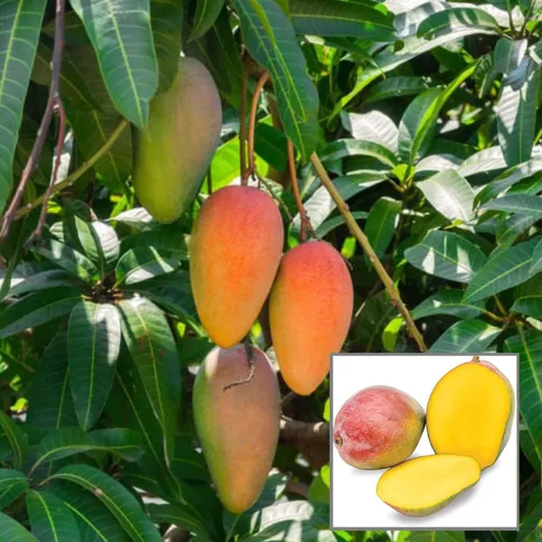 Red_Rose_Gulab_Khas_Madrasi_Golapkhas_Mango_Aam_Grafted_Fruit_Plant