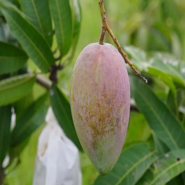 Red_Rose_Gulab_Khas_Madrasi_Golapkhas_Mango_Aam_Grafted_Fruit_Plant
