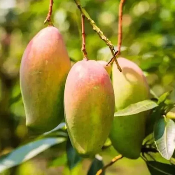 Red_Rose_Gulab_Khas_Madrasi_Golapkhas_Mango_Aam_Grafted_Fruit_Plant