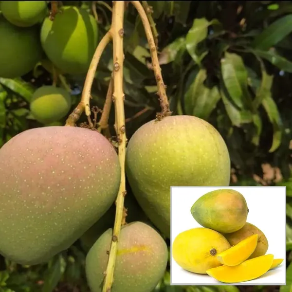 Badami_Badami_Mango_Aam_Grafted_Fruit_Plant