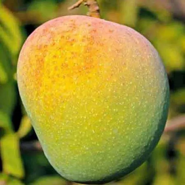 Badami_Badami_Mango_Aam_Grafted_Fruit_Plant