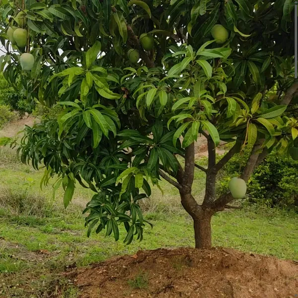 Badami_Badami_Mango_Aam_Grafted_Fruit_Plant