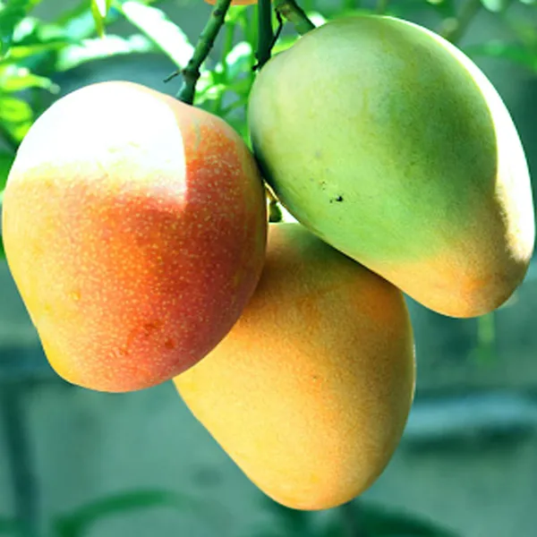 Badami_Badami_Mango_Aam_Grafted_Fruit_Plant