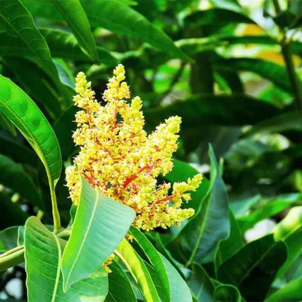 Babul_Dufala_White_All_Time_Mango_Aam_Grafted_Fruit_Plant