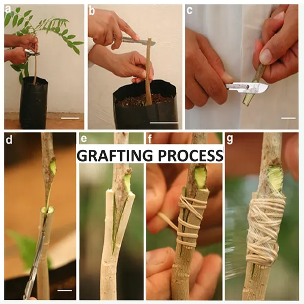 Babul_Dufala_White_All_Time_Mango_Aam_Grafted_Fruit_Plant