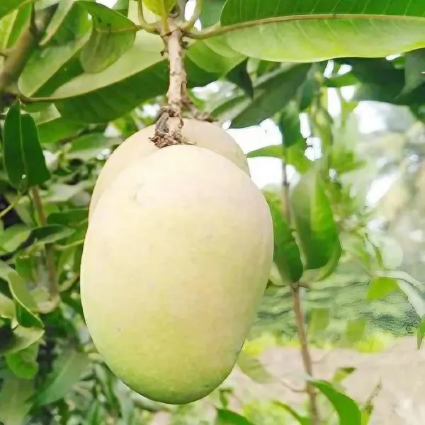Babul_Dufala_White_All_Time_Mango_Aam_Grafted_Fruit_Plant