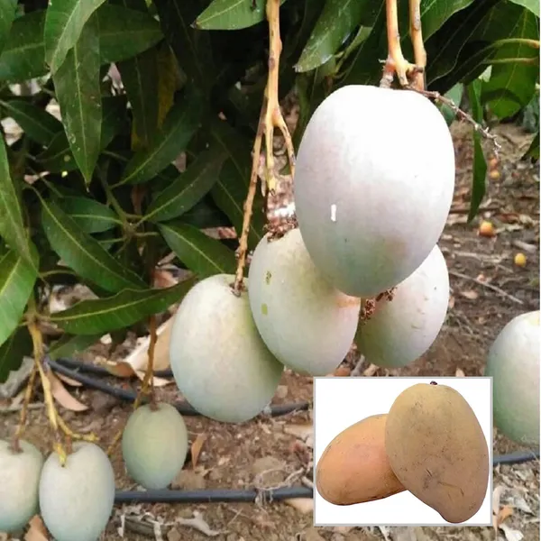 Babul_Dufala_White_All_Time_Mango_Aam_Grafted_Fruit_Plant