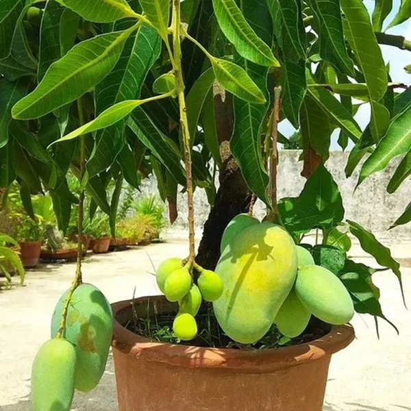 Thai_All_Time_Baramasi_Mango_Aam_Grafted_Fruit_Plant