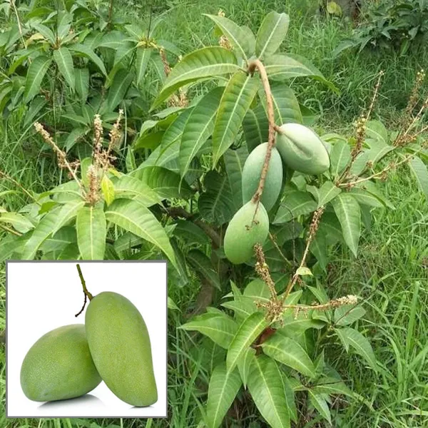 Thai_All_Time_Baramasi_Mango_Aam_Grafted_Fruit_Plant