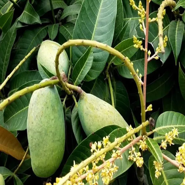 Thai_All_Time_Baramasi_Mango_Aam_Grafted_Fruit_Plant