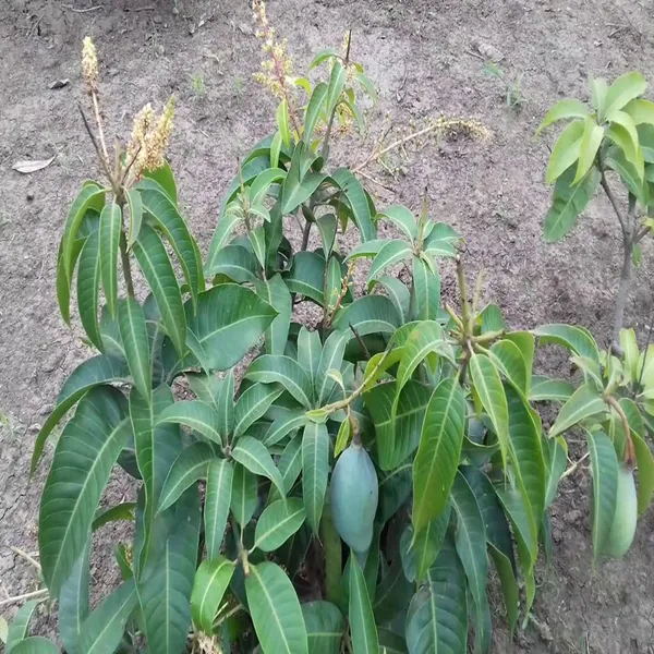 Thai_All_Time_Baramasi_Mango_Aam_Grafted_Fruit_Plant