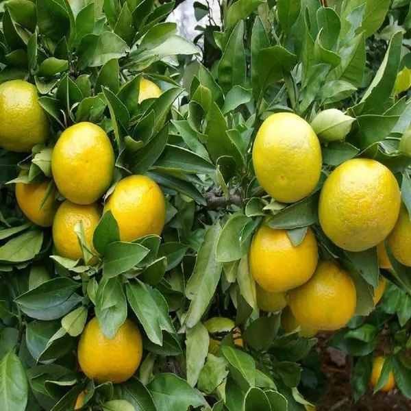 Missouri_All_Time_Malta_Mosambi_Grafted_Fruit_Plant