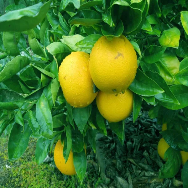 Missouri_All_Time_Malta_Mosambi_Grafted_Fruit_Plant