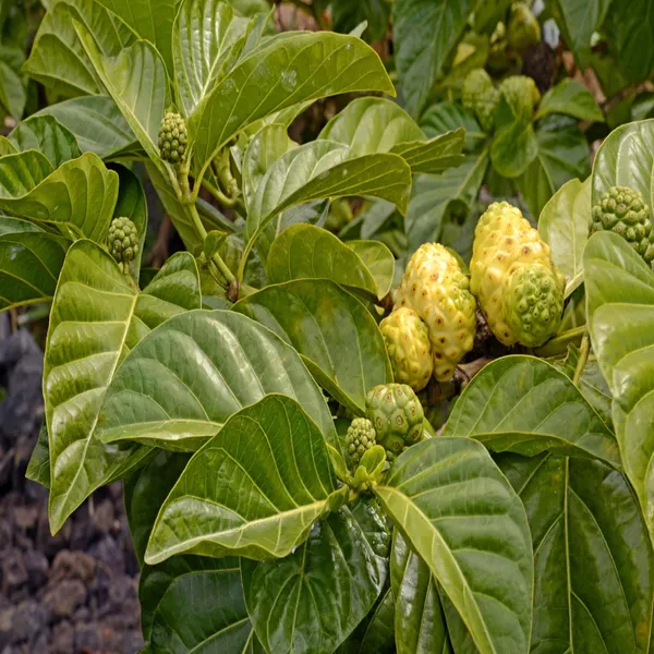 Noni_Cheese_Fruit_Plant