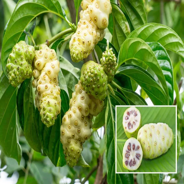 Noni_Cheese_Fruit_Plant