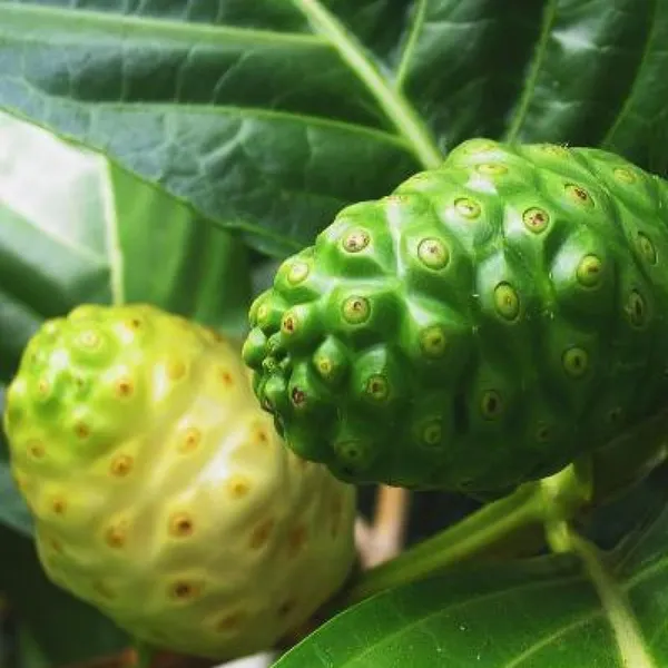 Noni_Cheese_Fruit_Plant