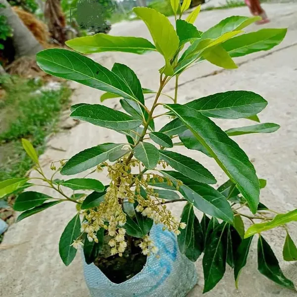 Sweet_All_Time_Jalpai_All_Time_Layering_Grafted_Fruit_Plant