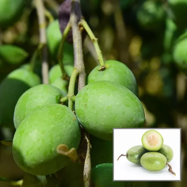 Sweet_All_Time_Jalpai_All_Time_Layering_Grafted_Fruit_Plant