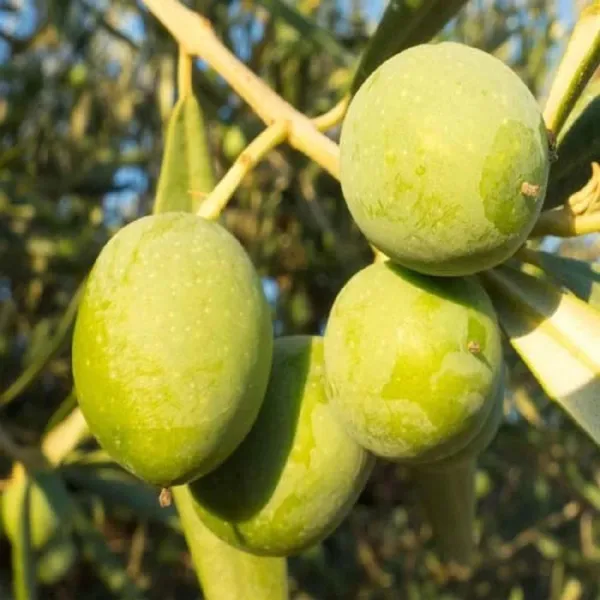 Sweet_All_Time_Jalpai_All_Time_Layering_Grafted_Fruit_Plant