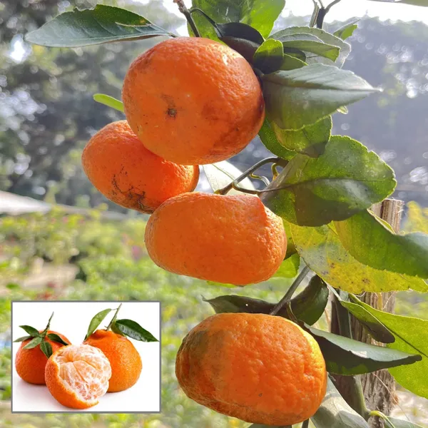 Darjeeling_Orange_Santra_Grafted_Fruit_Plant