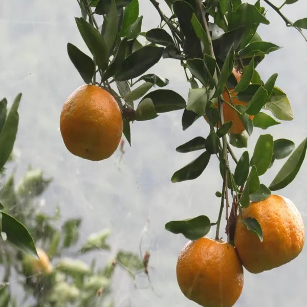Darjeeling_Orange_Santra_Grafted_Fruit_Plant