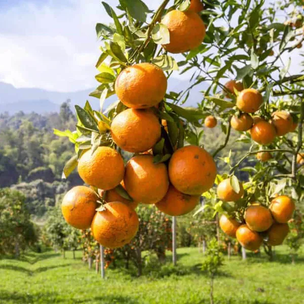 Darjeeling_Orange_Santra_Grafted_Fruit_Plant