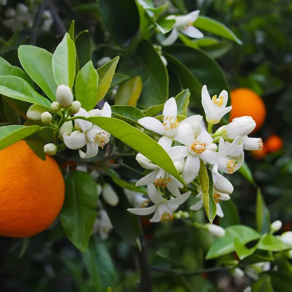 Bhutani_Chataki_Orange_Santra_Grafted_Fruit_Plant